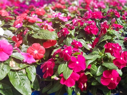 וינקה זקופה