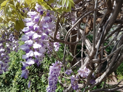 צמחים מטפסים