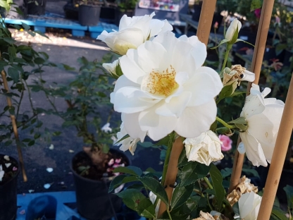 ורד מטפס-10 ל' - אייסברג