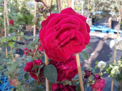 ורד מטפס - 10 ל' - דון ג'ואן