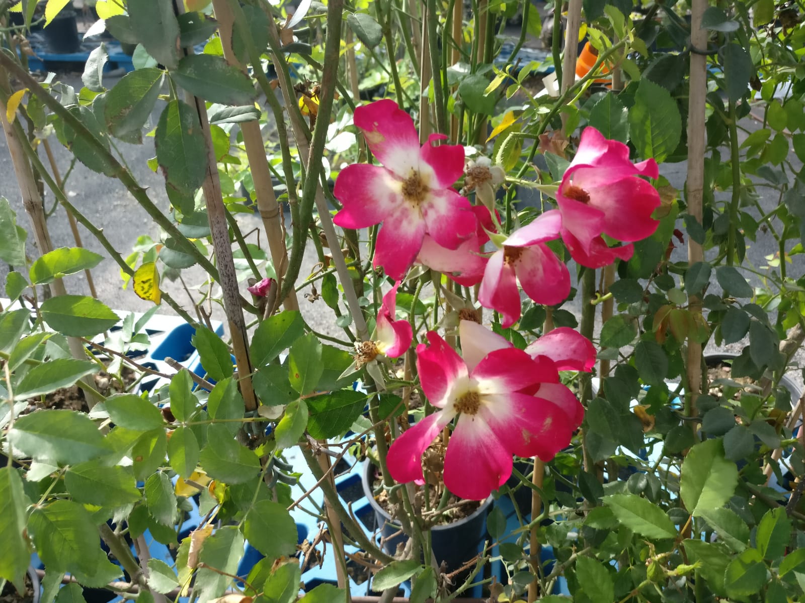 ורד מטפס-10 ל' - קוקטיל