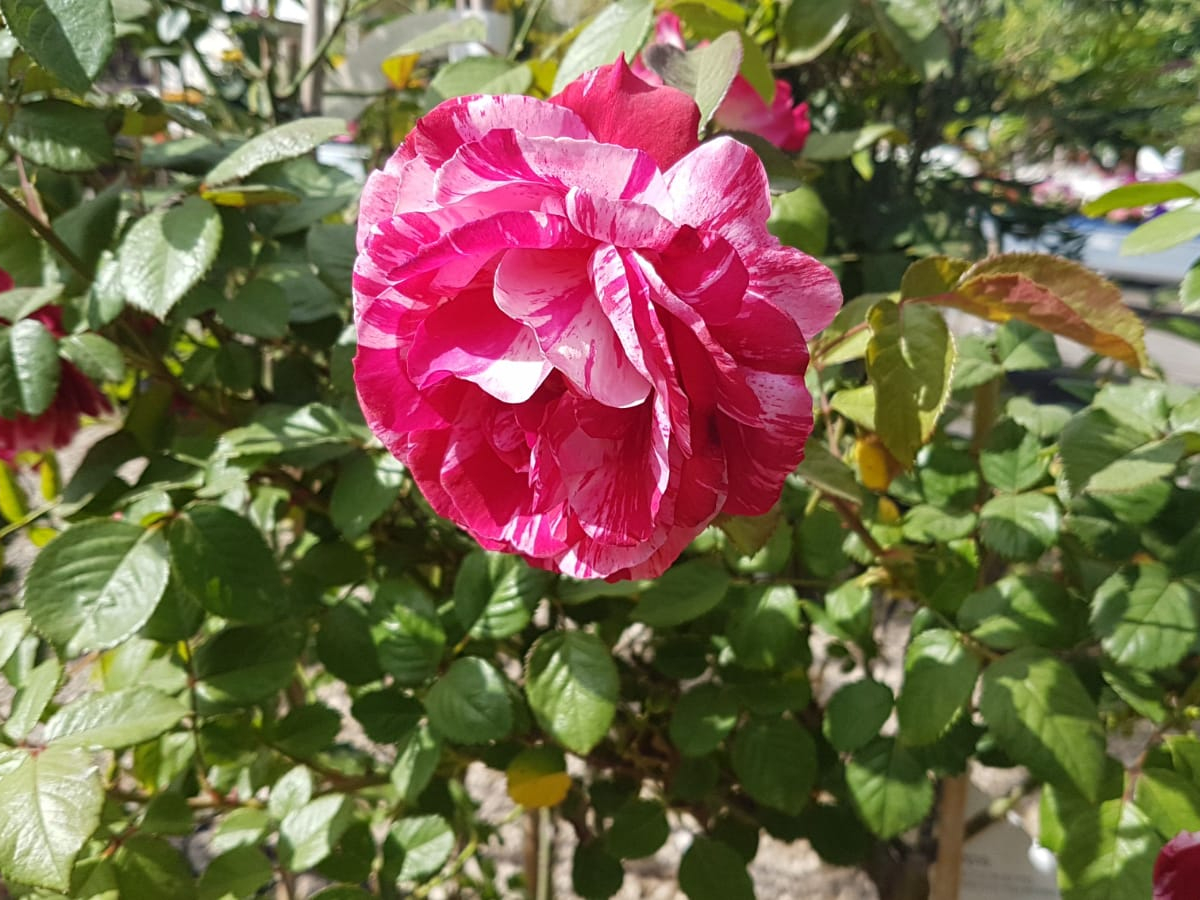 ורד מטפס - 10ל' - פרפל טייגר