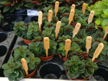 פפרומיה ורטי בנטל- ע. 6