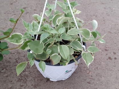 פפרומיה זוחלת-ק. 20