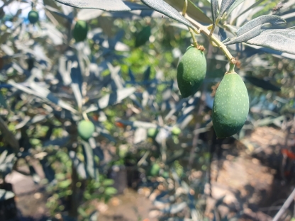זית סורי-שקית