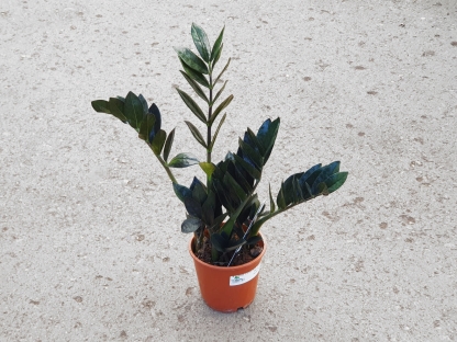 זמיקולה רייבן שחורה בנטל- ע. 14