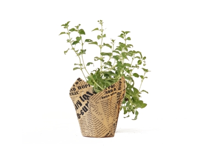 זעתר נייר עיתון