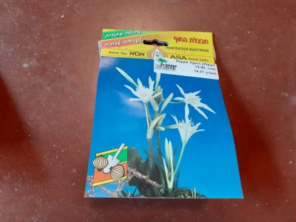 חבצלת החוף/ פקעות