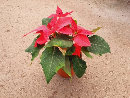 חלבלוב הדור - ע.18