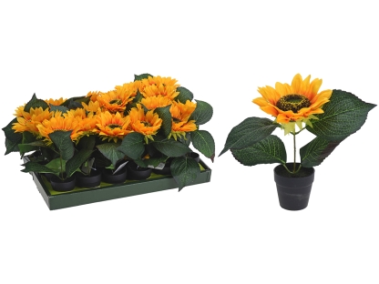 צ.מ- חמניה בעציץ ג. 22 ס"מ