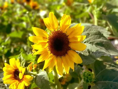 חמנית רבת פרחים - ק.15