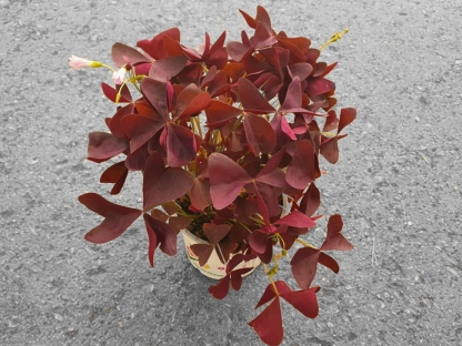 חמציץ משולש אדום / אוקסאליס - ק.11