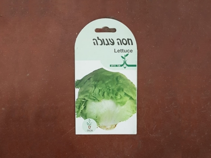 זרעי חסה עגולה