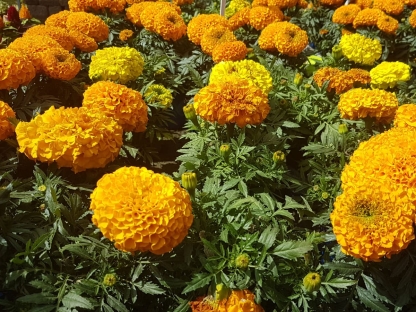 טגטס אמריקאי