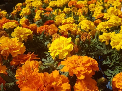 פרחים עונתיים