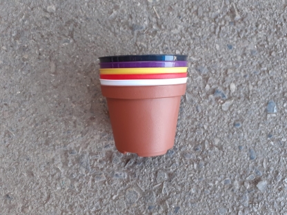 עציץ ט"ו-בשבט 12