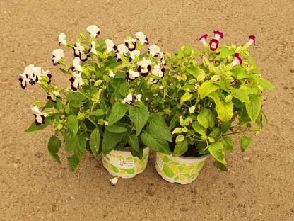 טורניה - ק.11