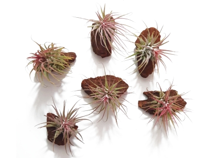 טילנסיה צמח אוויר במגנט