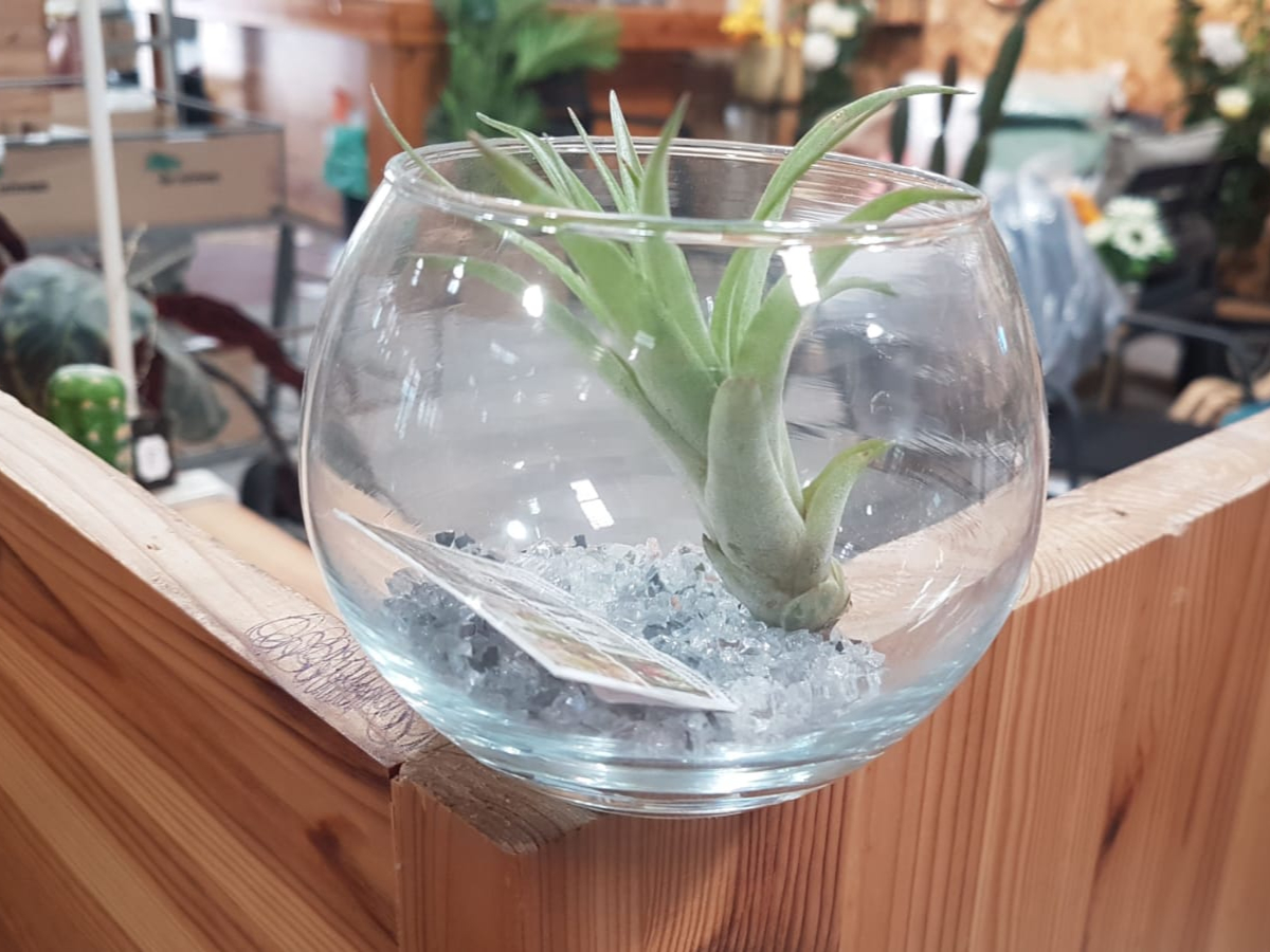 טילנסיה צמח אוויר כדור זכוכית- בנטל