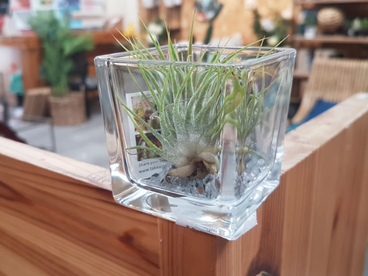 טילנסיה צמח אוויר קוביית זכוכית- בנטל