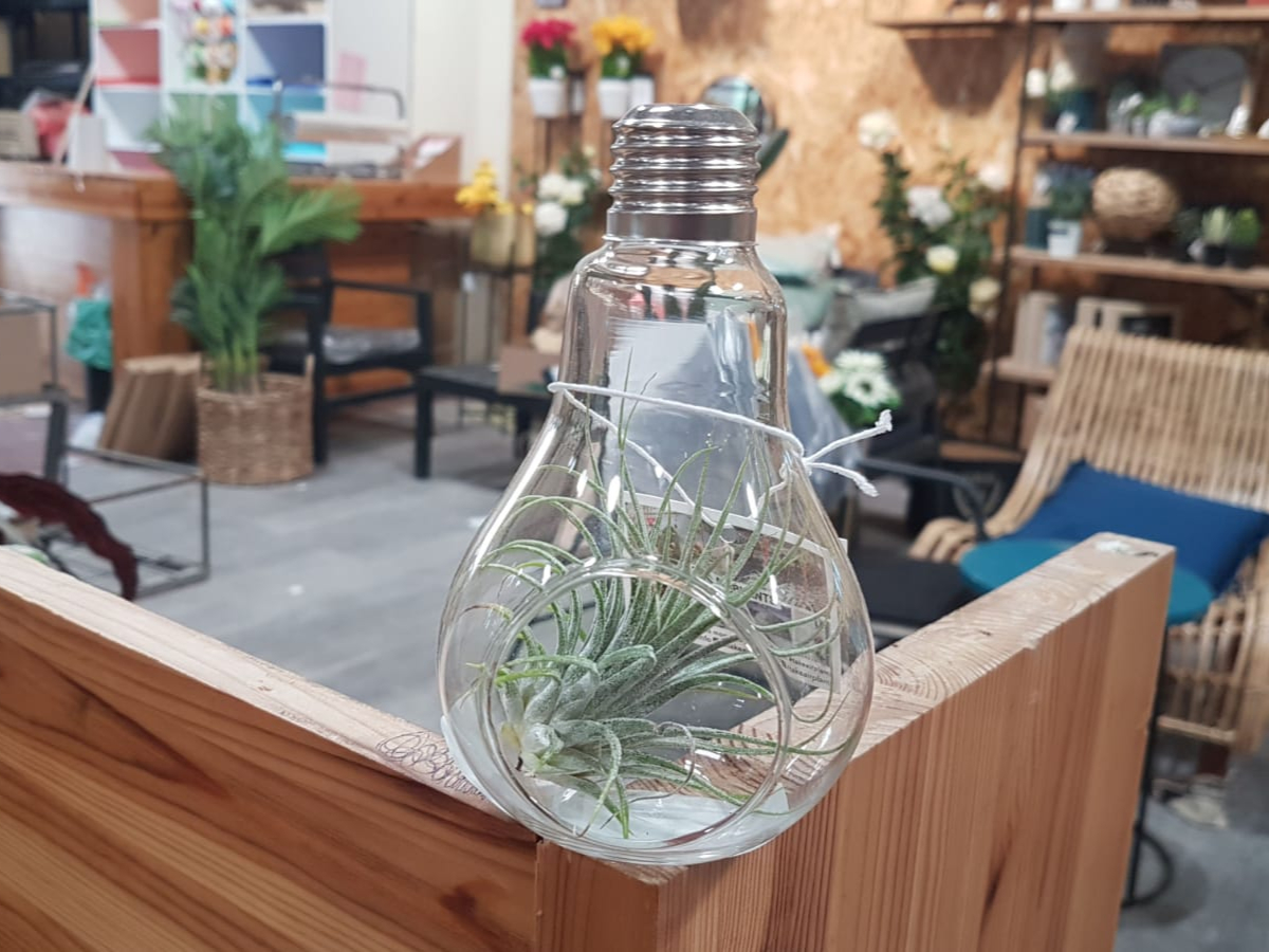 טילנסיה צמח אוויר נורת זכוכית- בנטל