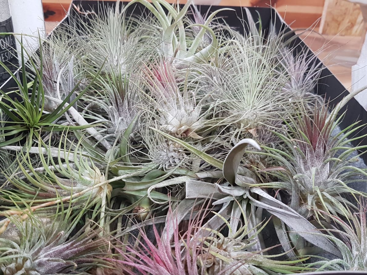 טילנסיה צמח אוויר בנטל- בודד