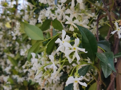 טרכלוספרמום יסמיני-10 ל