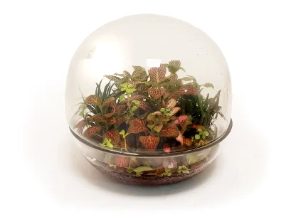 טרריום גדול כדור