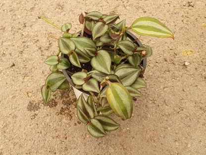 יהודי נודד ארגמני ק.11