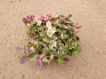 יהודי נודד בונט - ע.10