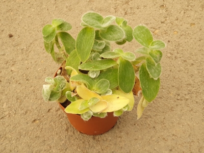 יהודי נודד ולווט היל - ק.11