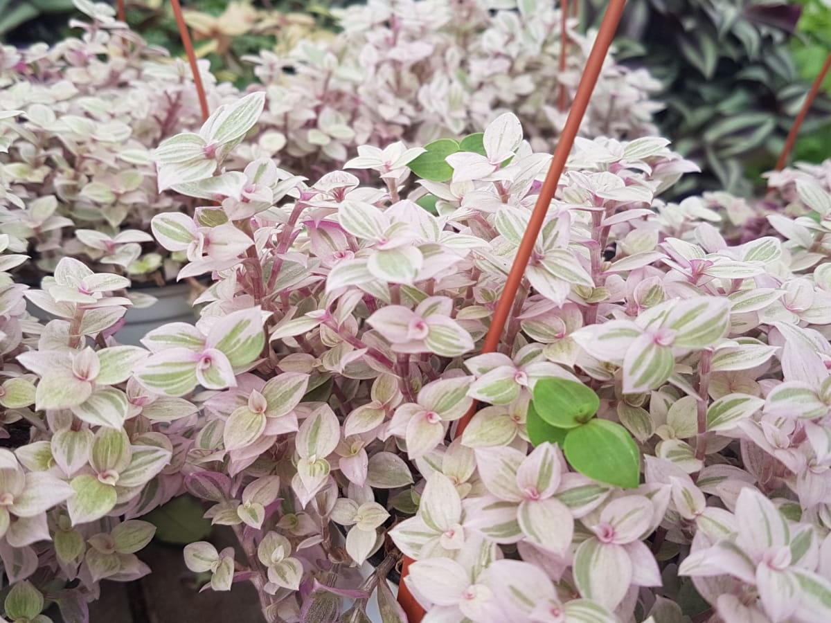 יהודי נודד ורוד-עציץ/ קונטיינר גדול