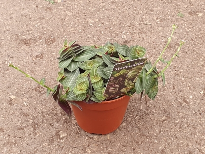 יהודי נודד טיאמה - ע.12