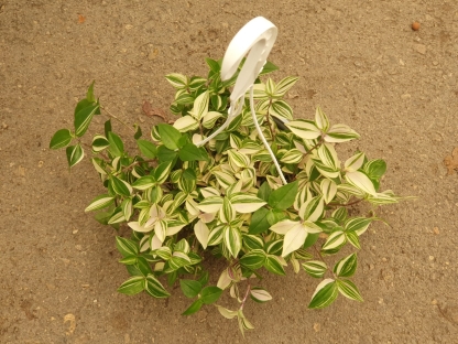 יהודי נודד מגוון - ע.20