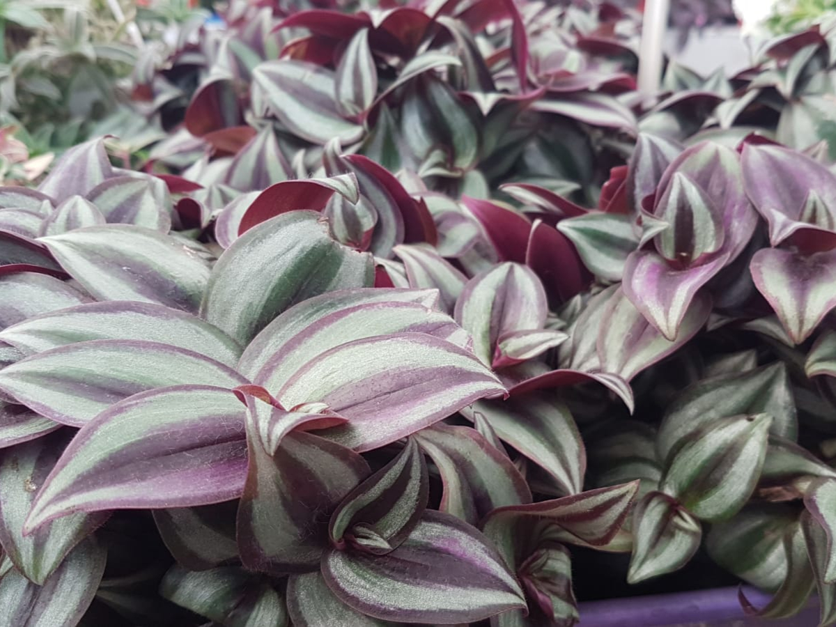 יהודי נודד ורוד תליה-ע. 12