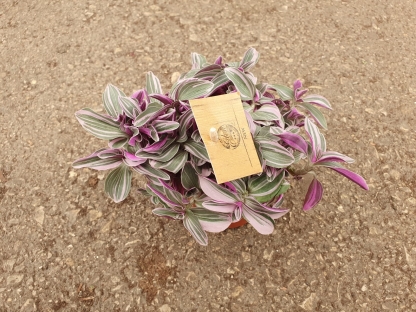 יהודי נודד סוויטנס - ע.10