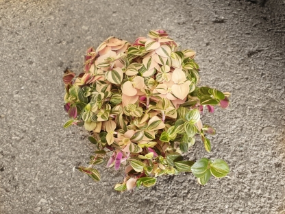 יהודי נודד טריקולור רוסה - ע.10