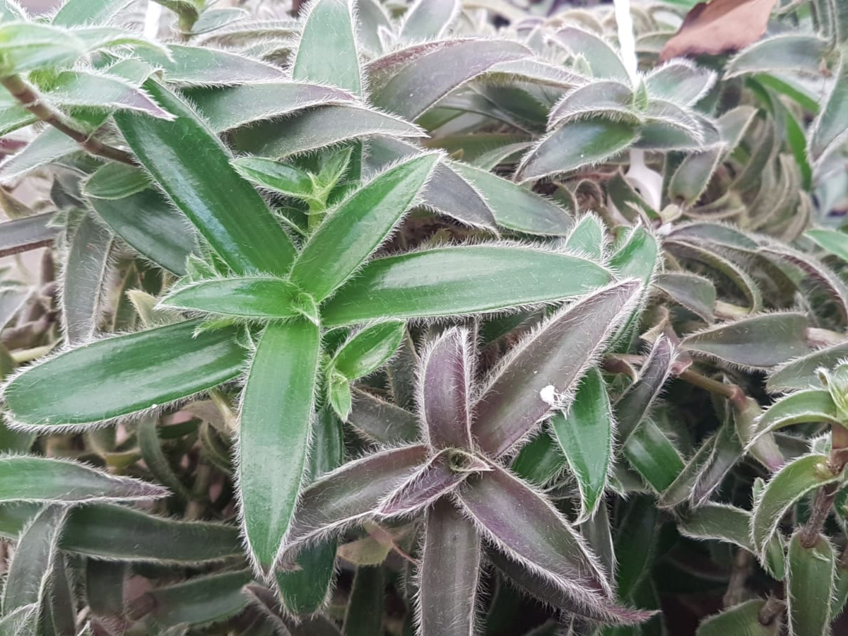 יהודי נודד שעיר-ק. 11