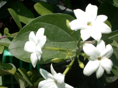 יסמין אור-10 ל