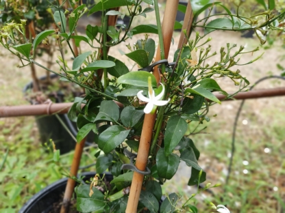 יסמין אזורי-10 ל'