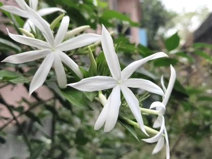 יסמין מחולק- 10 ל'