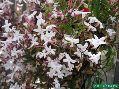 יסמין פרחוני/פוליאנטום-10 ל