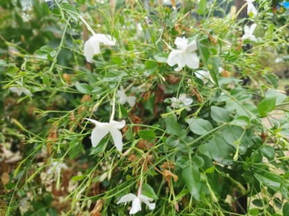 יסמין רפואי-10 ל