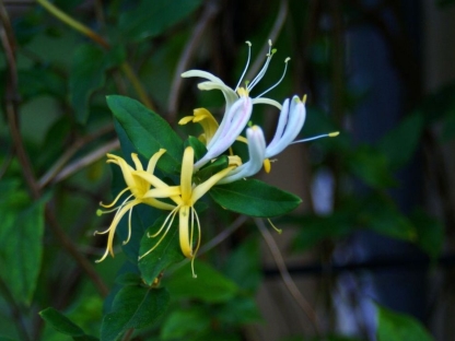 יערה יפנית-10 ל