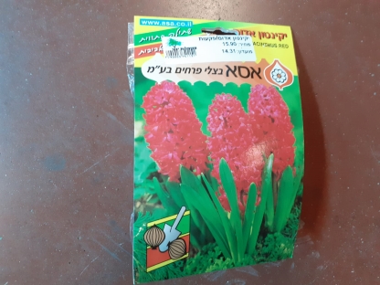 יקינטון אדום/פקעות