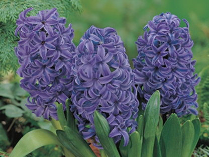 יקינטון כחול/פקעות