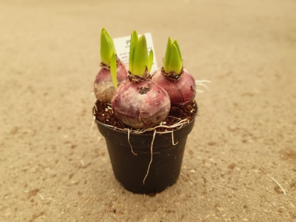 יקינטון שלישיה- ע. 12