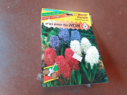 יקינטון תערובת/פקעות