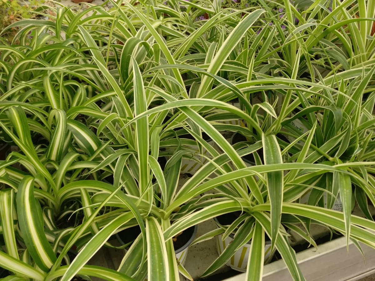 ירקה מצויצת מגוונת-ק. 11