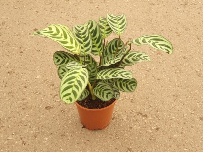 כטננטה אמאביליס/בורלי - ע. 14